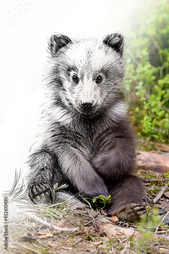 Hand drawing and photography bear cub combination. Sketch graphics animal mixed with photo © byrdyak