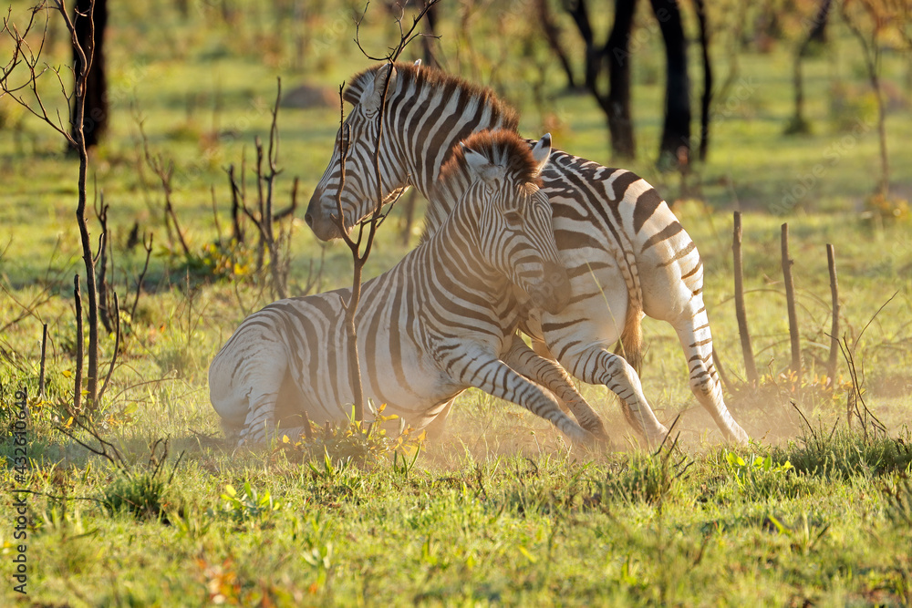 Fototapeta premium Two plains zebra stallions (Equus burchelli) fighting, South Africa.