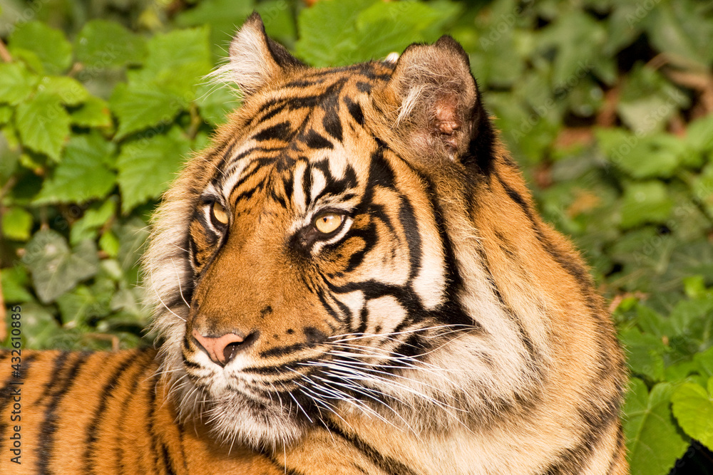 Fototapeta premium Sumatratiger