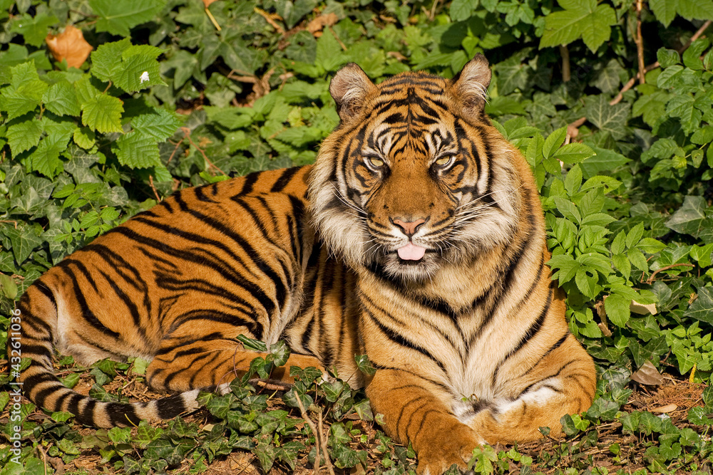 Obraz premium Sumatratiger