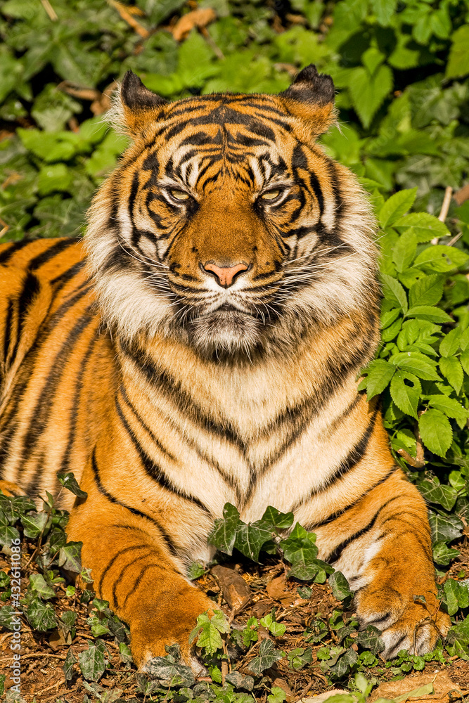 Obraz premium Sumatratiger