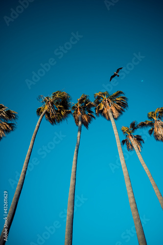 Blue Skies and Palm Trees with Birds