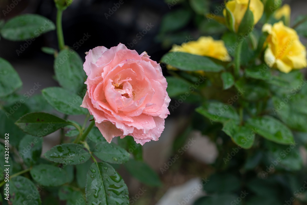 pink rose in garden. pink rose in garden.