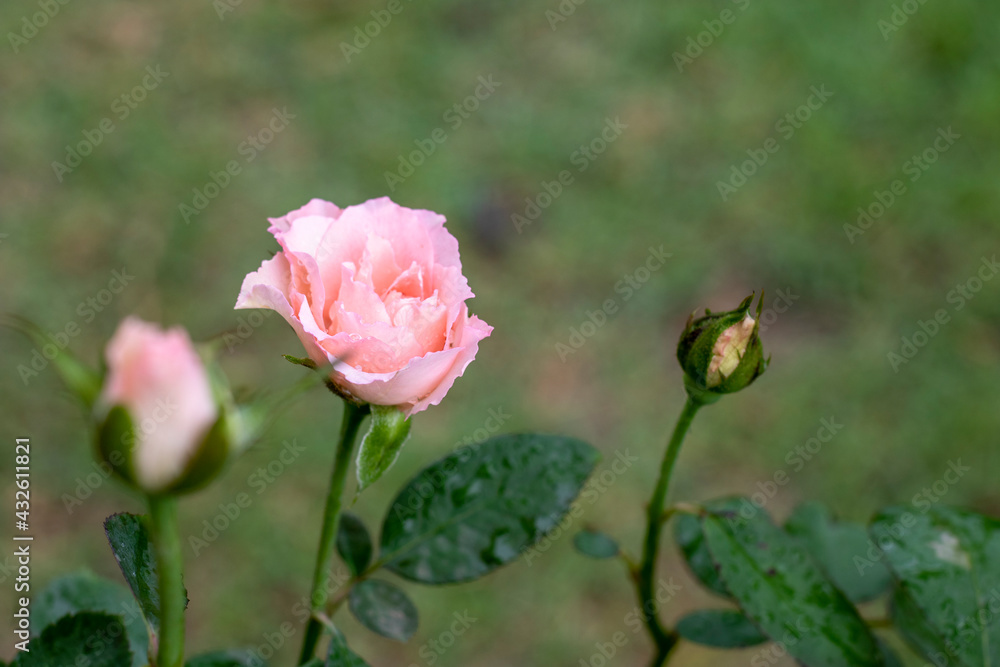 pink rose in garden.