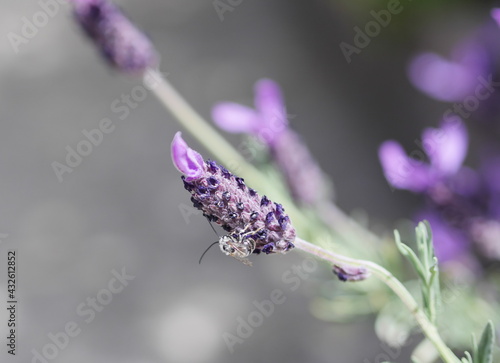 ラベンダーと働きバチ