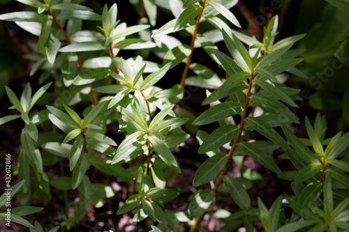 新芽と光のコントラスト