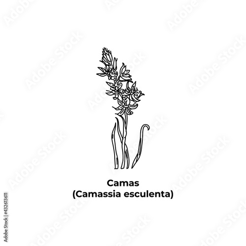 The design is hand-drawn Camas, Camassia esculenta