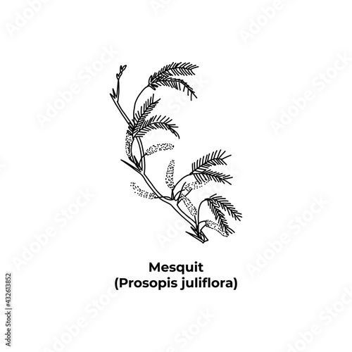 Shrub of america Mesquit Prosopis juliflora