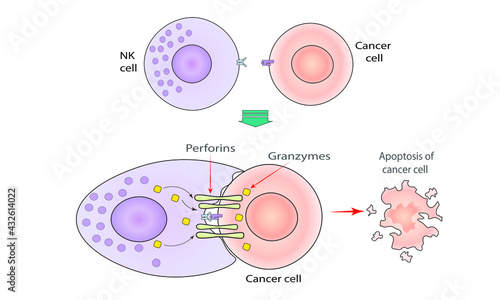  NK cell kills cancer cell [granzymes and perforins]