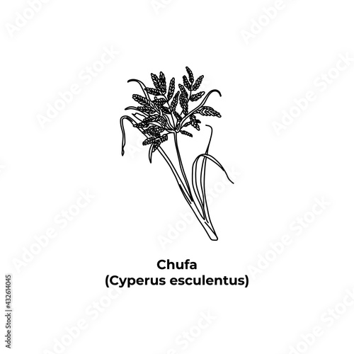 Edible herb of america Chufa, Cyperus esculentus