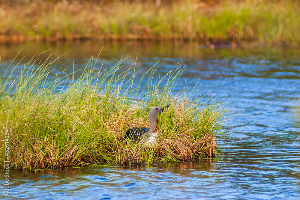 Red-throated loon nesting on the beach at bog lake Red-throated loon nesting on the beach at bog lake