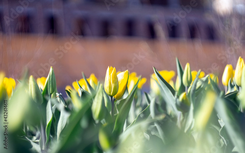 blooming tulips in the city photo