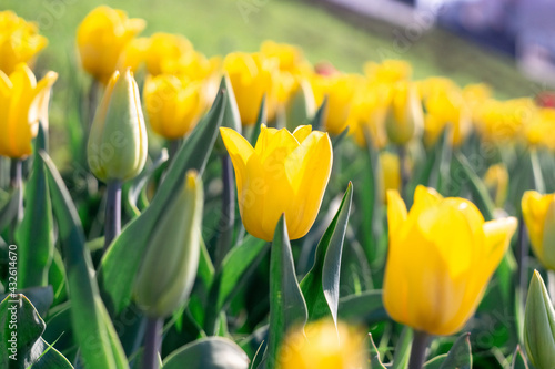 Fototapeta Naklejka Na Ścianę i Meble -  blooming tulips in the city