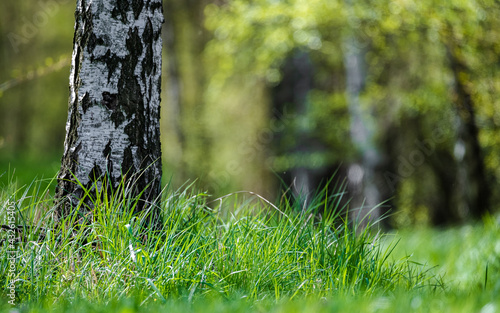 Fototapeta Naklejka Na Ścianę i Meble -  Samotna brzoza na polanie leśnej otoczona zieloną trawą.