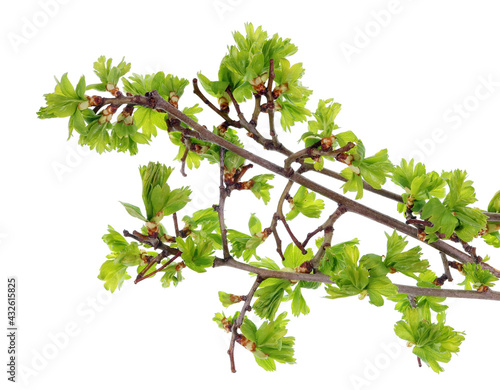 Spring April forest thorny hawthorn leaves and buds isolated