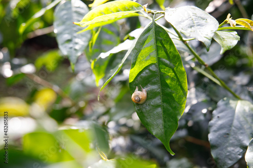 Snail on a leaf