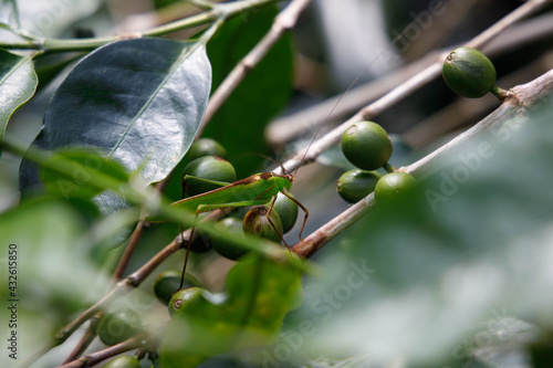 Grasshopper macro