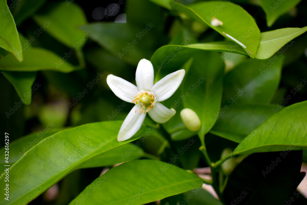 Obraz premium Orange flower on the tree close up