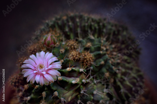 Gymnocalycium mihanovichii cristata montrose is a species of cactus. Blooming white cactus flower of Gymnocalycium mihanovichii on black background. Free copy space. Advertisment of garden ideas.