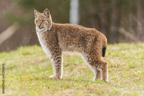 lynx in natural habitat, Poland