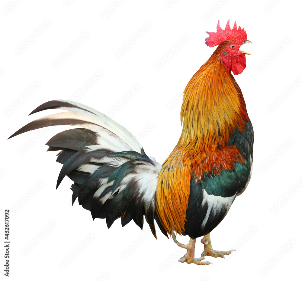 Colorful free range male rooster crowing in the morning isolated on white background