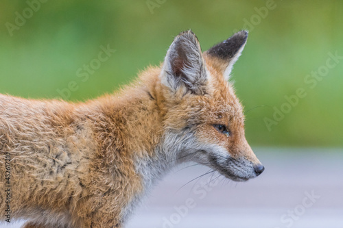 Fototapeta Naklejka Na Ścianę i Meble -  portrait of a fox