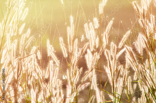 Group of wild grass flower over blur nature background under morning sun light in soft brown tone