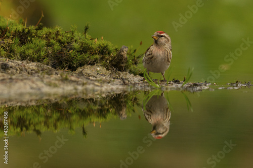 Birkenzeisig (Acanthis flammea) photo