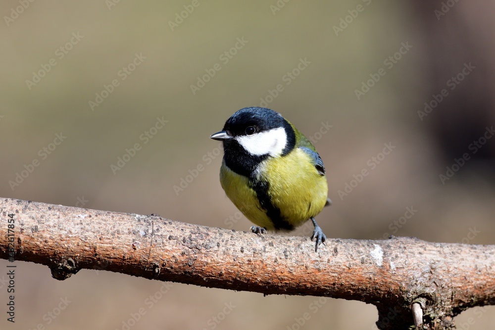 Obraz premium Great tit sitting on a branch near forest in autumn