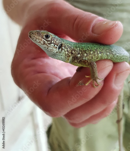 Young animal lizard with green spotted skin and curious look. Lizard caught in human fingers. Small reptile closeup