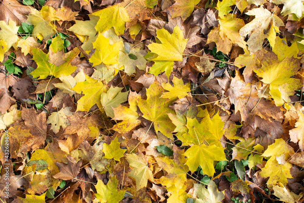 leaves autumn colorfull background closeup ground tree detailed texture