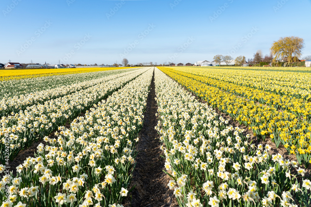 Huge bulb fields full of white and yellow wild daffodils under a blue sky