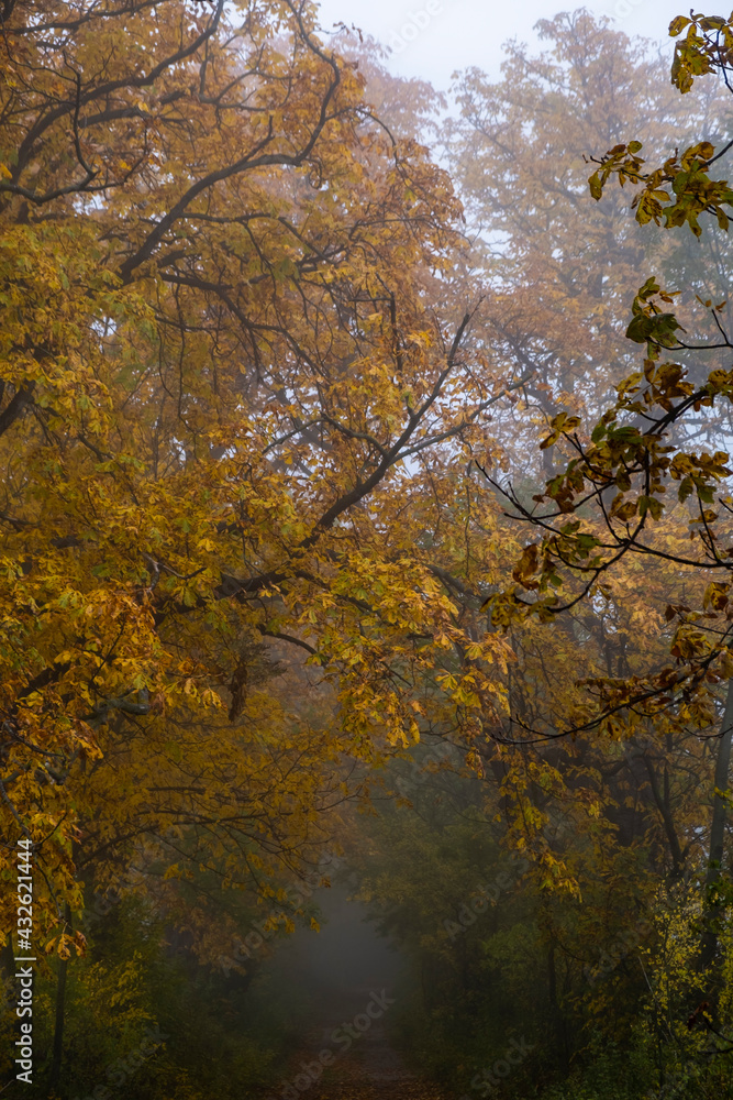 beautiful autumn forest in the mist 