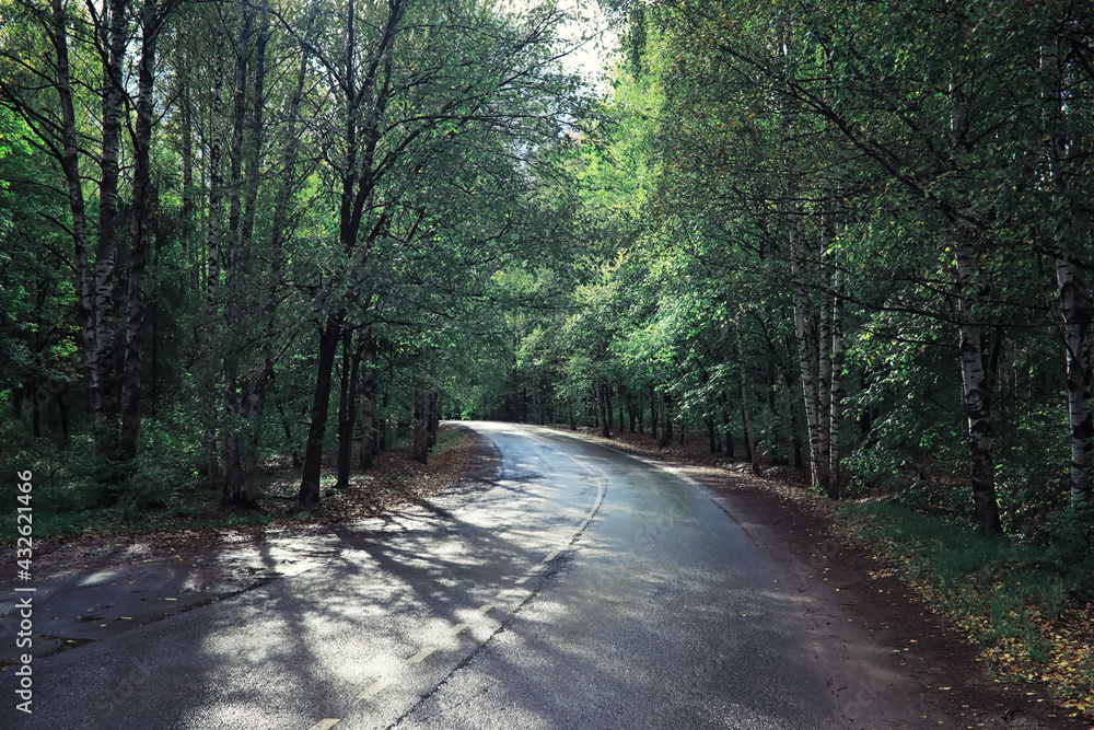 Fototapeta premium Bright spring greens at dawn in the forest. Nature comes to life in early spring.