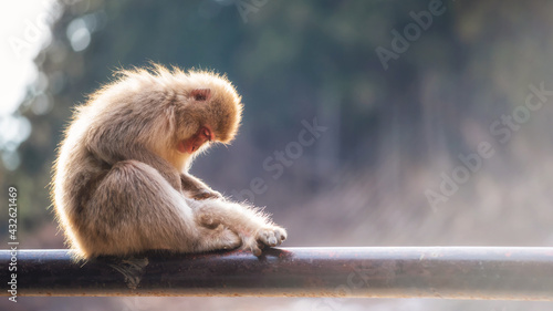 Photography Snow monkey mom find fleas on baby, Yamanouchi