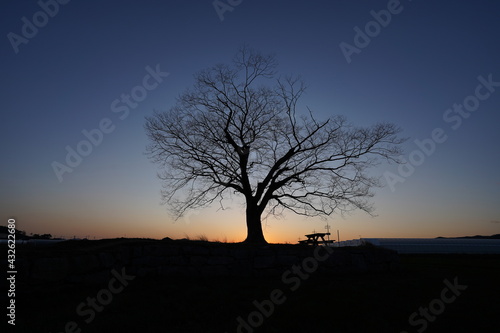 tree at sunset