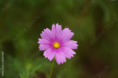 cosmos flower in the garden