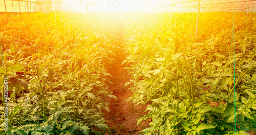 The rows of young plants growing in the greenhouse