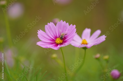 Bee sitting on cosmos and eating nectar © Subitm