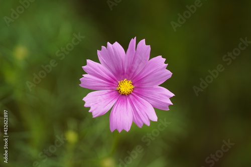 pink cosmos flower