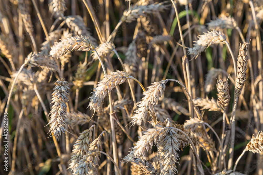 Backdrop of ripening ears of yellow wheat field on the sunset Backdrop of ripening ears of yellow wheat field on the sunset