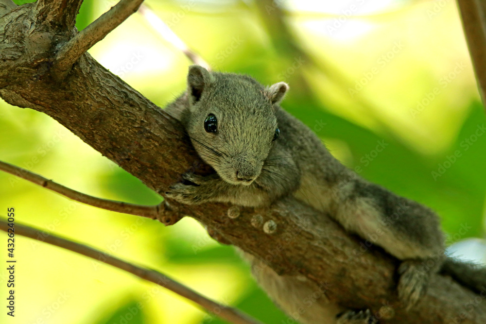 Wild squirrel on a branch, Thailand