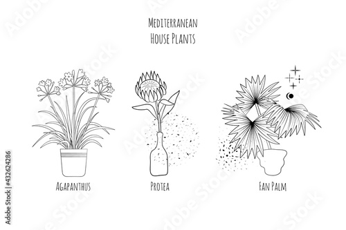 Set of mediterranean house plants in flower pots. Isolated on white background. Stock vector illustration.