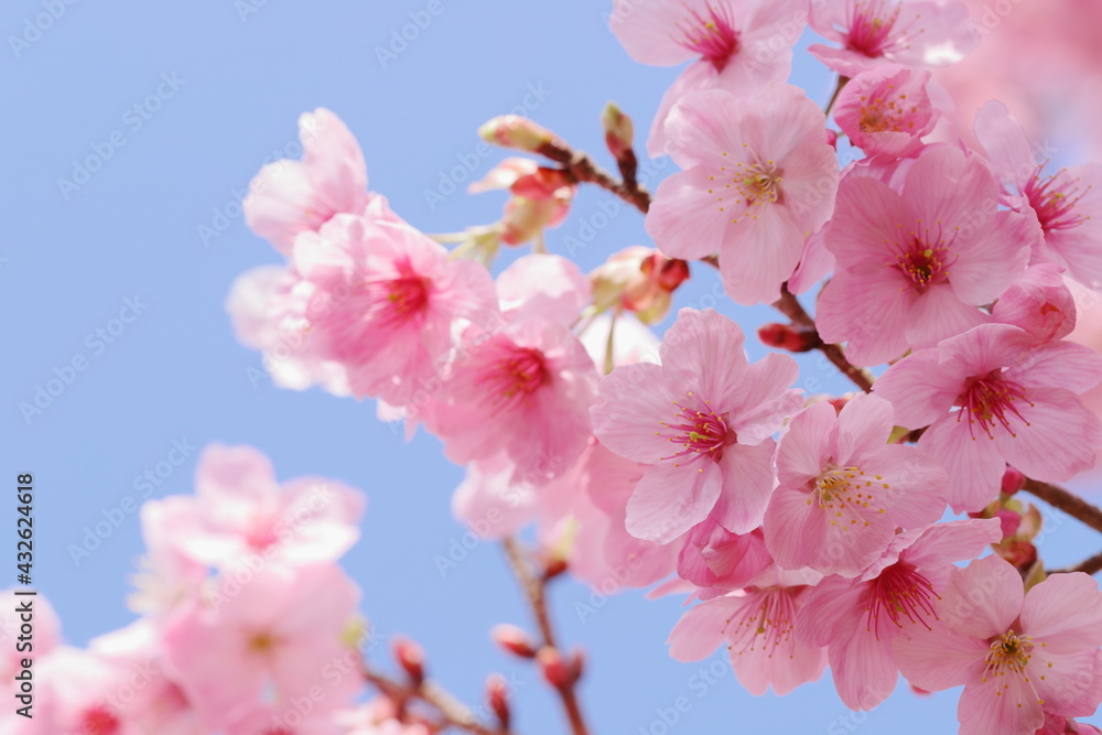 満開の陽光桜 青空背景 満開の陽光桜 青空背景
