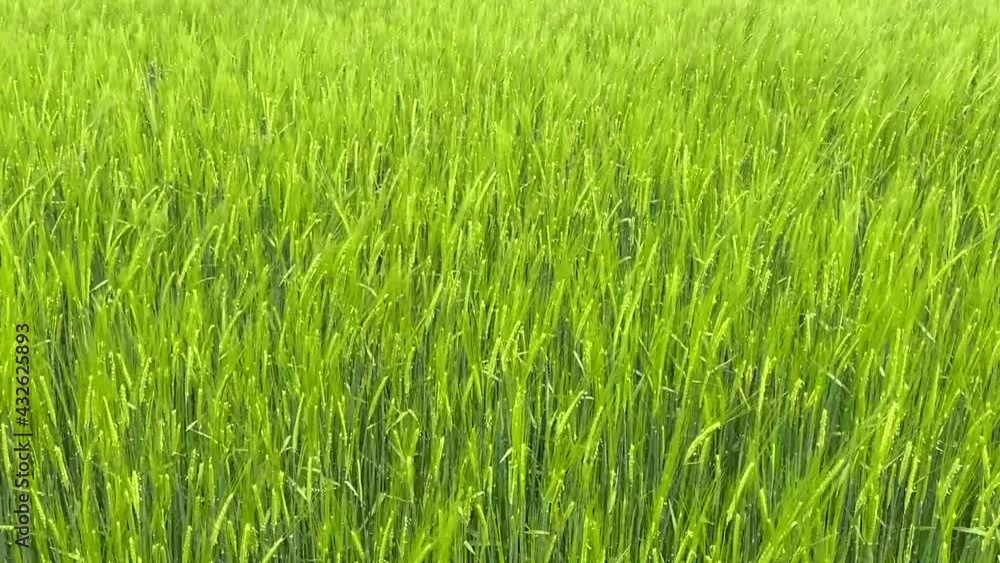 Green field of wheat like a sea Green field of wheat like a sea