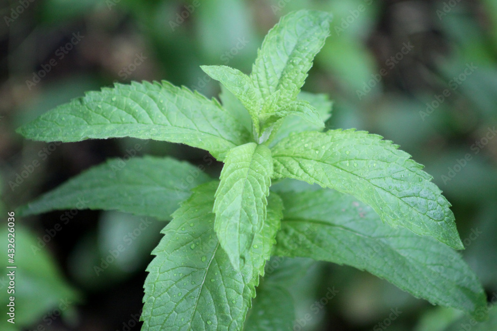 Green spearmint leaves closeup view of it Green spearmint leaves closeup view of it