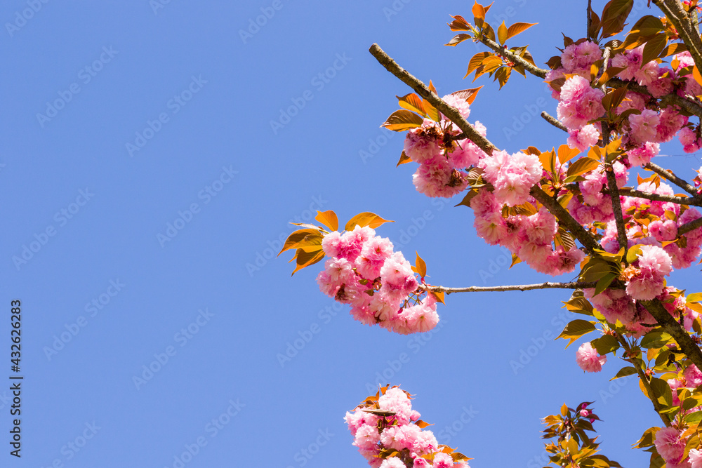 Sakura tree blossom, cherry tree pink flowers