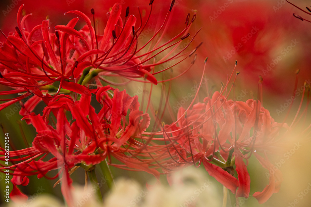 曼珠沙華彼岸花 曼珠沙華彼岸花