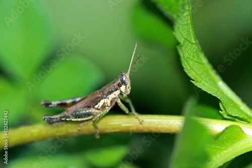 Grasshopper grip on large leaves to camouflage it.