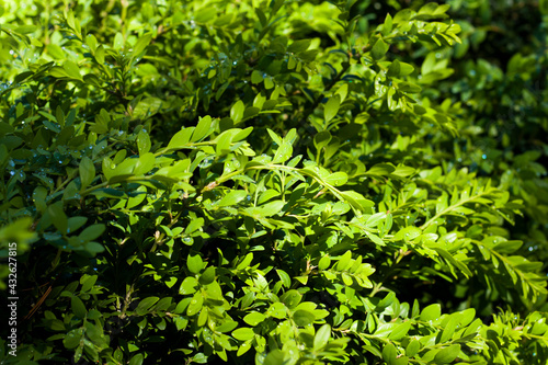 Georgian Buxus close-up and macro, Buxus with water drops